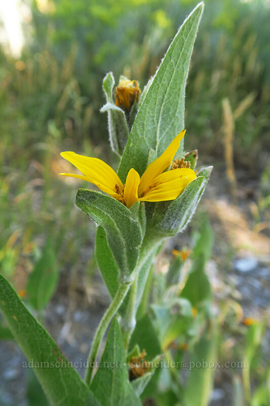 woolly mule's-ears (Wyethia mollis) [Thunder Mountain Trail, Olympic Valley, Placer County, California]