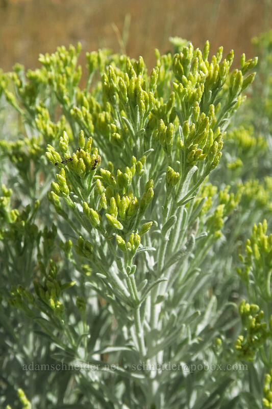 gray rabbitbrush, budding (Ericameria nauseosa (Chrysothamnus nauseosus)) [Thunder Mountain Trail, Olympic Valley, Placer County, California]