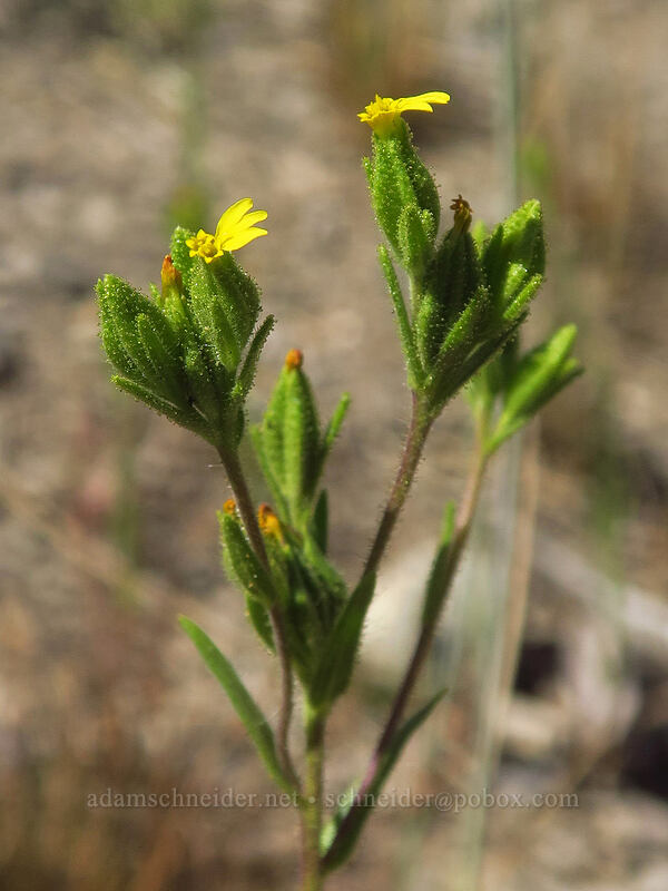 mountain tarweed (Madia glomerata) [Thunder Mountain Trail, Olympic Valley, Placer County, California]