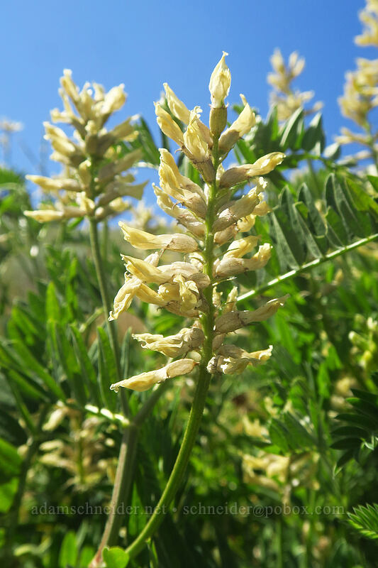 chick-pea milk-vetch (Astragalus cicer) [Thunder Mountain Trail, Olympic Valley, Placer County, California]