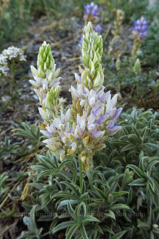 pale lupines (Lupinus lepidus) [Thunder Mountain Trail, Olympic Valley, Placer County, California]