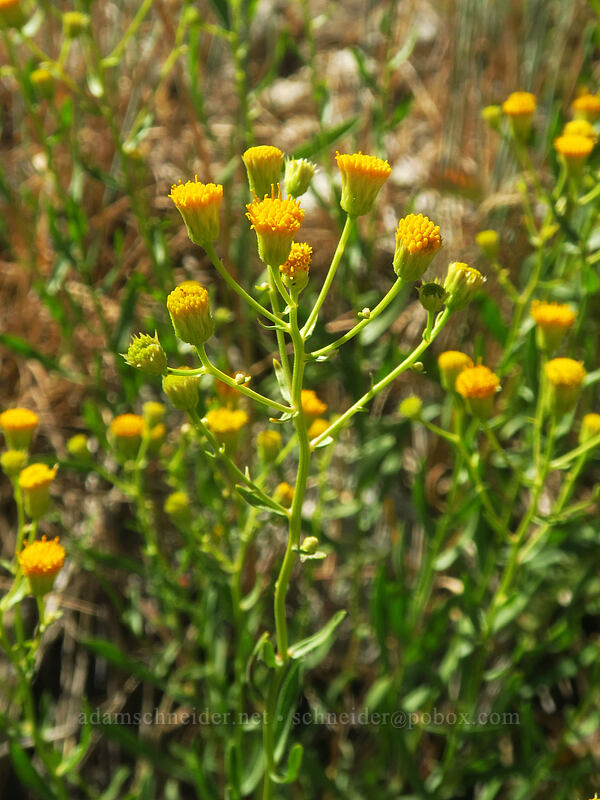 California rayless fleabane (Erigeron inornatus var. inornatus) [Thunder Mountain Trail, Olympic Valley, Placer County, California]