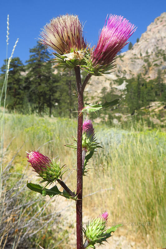 rose thistle (Cirsium andersonii) [Thunder Mountain Trail, Olympic Valley, Placer County, California]