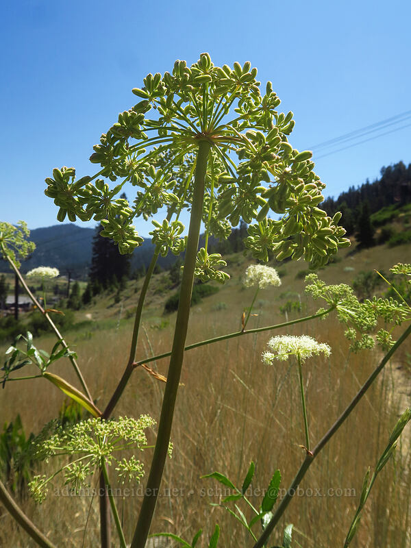 Brewer's angelica (Angelica breweri) [Thunder Mountain Trail, Olympic Valley, Placer County, California]