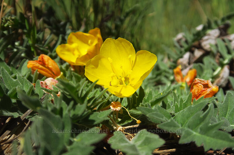 tansy-leaf evening-primrose (Taraxia tanacetifolia (Camissonia tanacetifolia)) [Thunder Mountain Trail, Olympic Valley, Placer County, California]