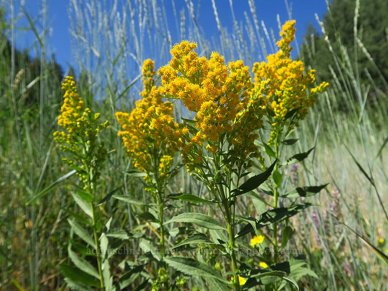 west coast goldenrod (Solidago elongata (Solidago canadensis ssp. elongata)) [Thunder Mountain Trail, Olympic Valley, Placer County, California]