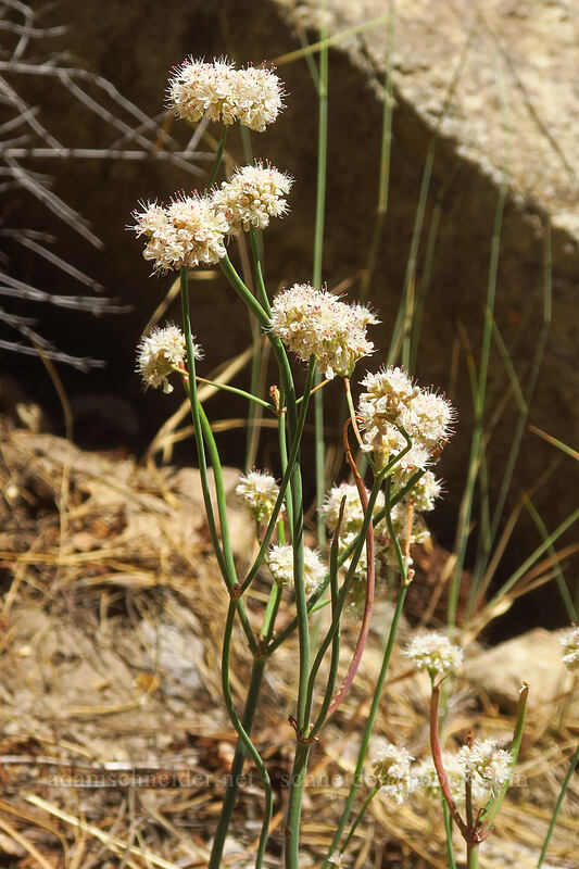 bare-stem buckwheat (Eriogonum nudum var. nudum) [Thunder Mountain Trail, Olympic Valley, Placer County, California]