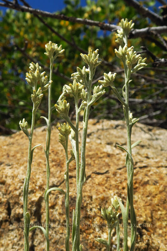 small-head cudweed (Pseudognaphalium thermale (Gnaphalium canescens var. thermale)) [Thunder Mountain Trail, Olympic Valley, Placer County, California]