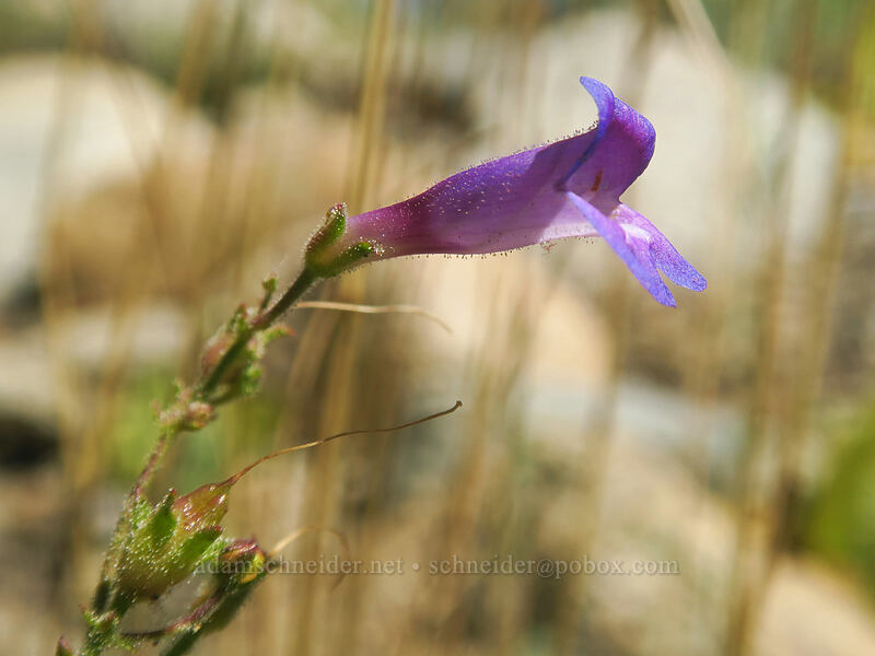 Roezl's penstemon (Penstemon roezlii (Penstemon laetus ssp. roezlii)) [Thunder Mountain Trail, Olympic Valley, Placer County, California]