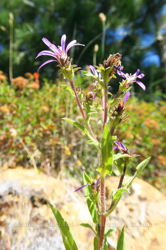 hoary aster (Dieteria canescens (Machaeranthera canescens)) [Thunder Mountain Trail, Olympic Valley, Placer County, California]