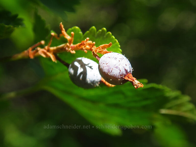 Sierra currant berries (Ribes nevadense) [Thunder Mountain Trail, Olympic Valley, Placer County, California]