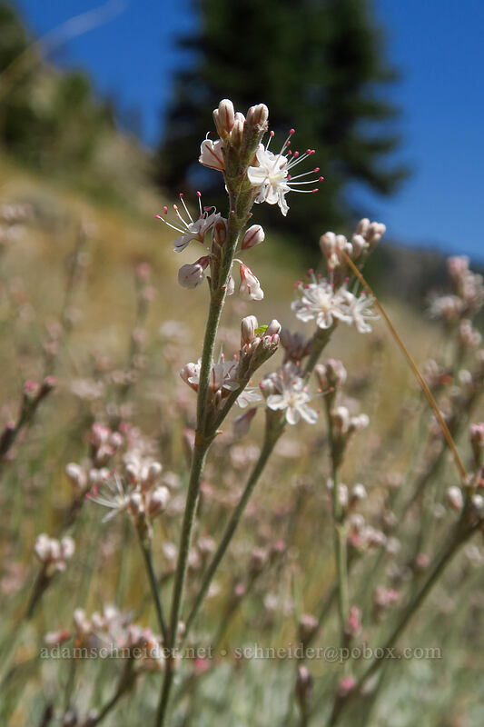 bastard-sage buckwheat (Eriogonum wrightii var. subscaposum) [Thunder Mountain Trail, Olympic Valley, Placer County, California]