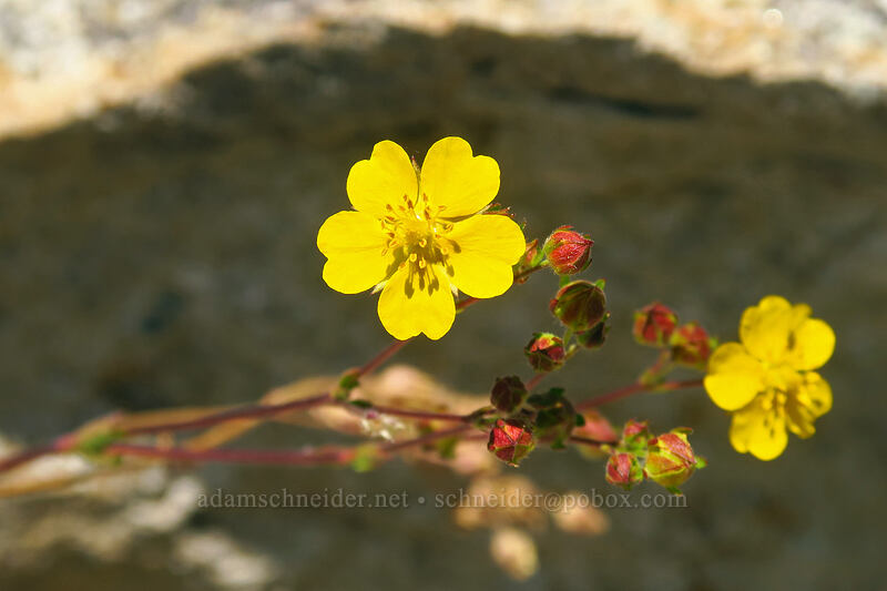 slender cinquefoil (Potentilla gracilis) [Thunder Mountain Trail, Olympic Valley, Placer County, California]