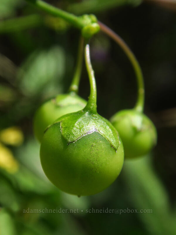 chaparral nightshade berries (Solanum xanti) [Thunder Mountain Trail, Olympic Valley, Placer County, California]