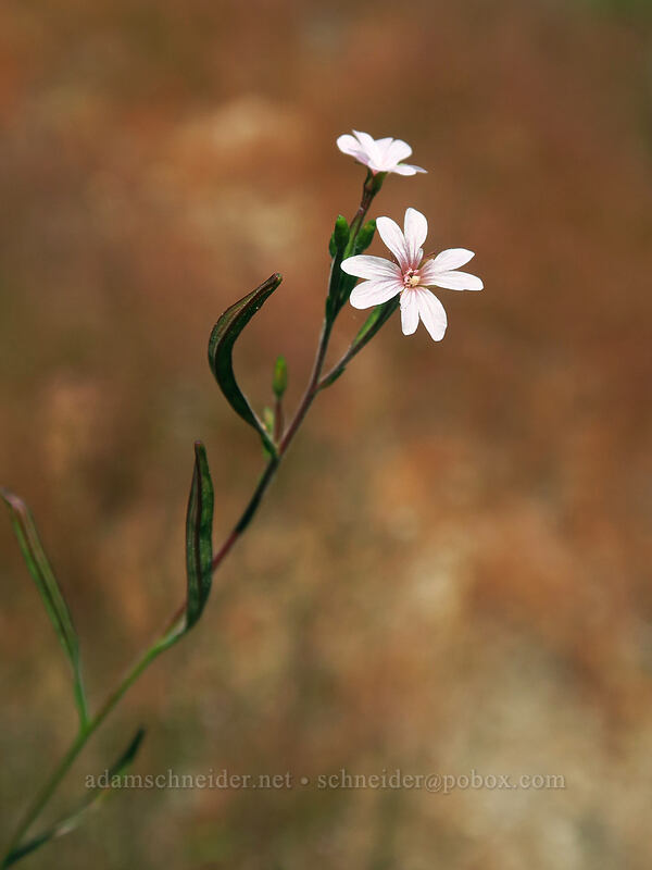 willow-herb (Epilobium sp.) [Thunder Mountain Trail, Olympic Valley, Placer County, California]