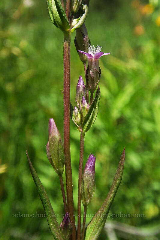 northern gentian (Gentianella amarella (Gentiana amarella)) [Thunder Mountain Trail, Olympic Valley, Placer County, California]