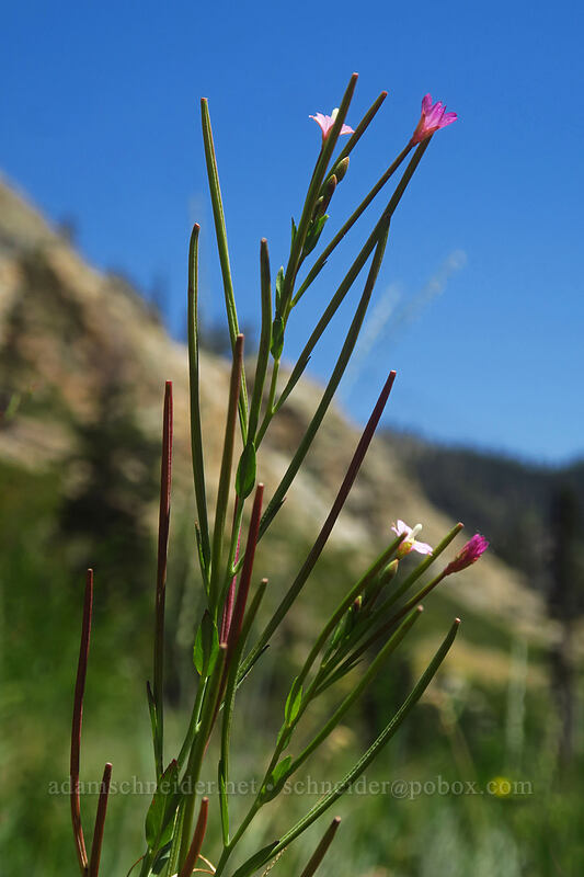 willow-herb (Epilobium sp.) [Thunder Mountain Trail, Olympic Valley, Placer County, California]