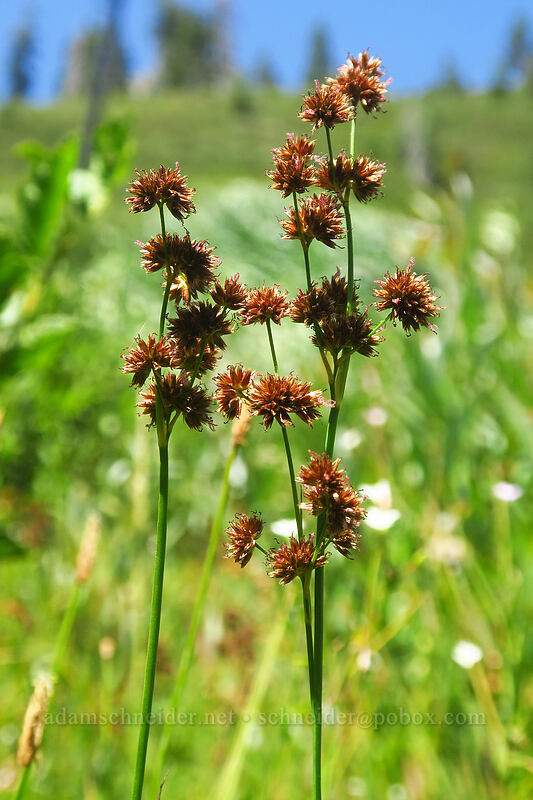 sword-leaf rush (Juncus ensifolius) [Thunder Mountain Trail, Olympic Valley, Placer County, California]