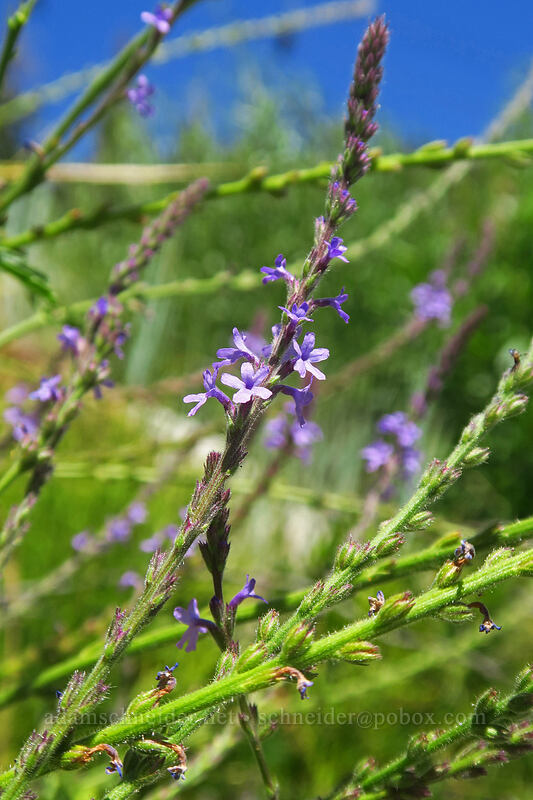 western vervain (Verbena lasiostachys) [Thunder Mountain Trail, Olympic Valley, Placer County, California]