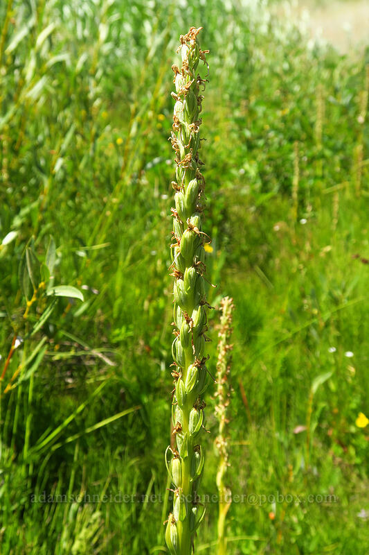 Sierra bog orchid seed capsules (Platanthera dilatata var. leucostachys (Platanthera leucostachys)) [Thunder Mountain Trail, Olympic Valley, Placer County, California]