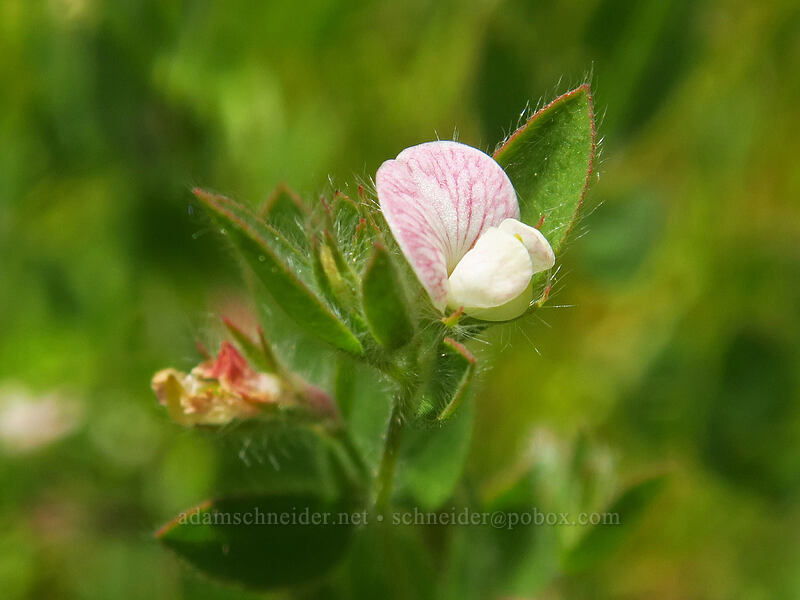 Spanish lotus (Acmispon americanus (Lotus purshianus)) [Thunder Mountain Trail, Olympic Valley, Placer County, California]