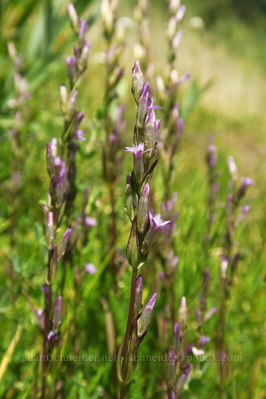 northern gentian (Gentianella amarella (Gentiana amarella)) [Thunder Mountain Trail, Olympic Valley, Placer County, California]