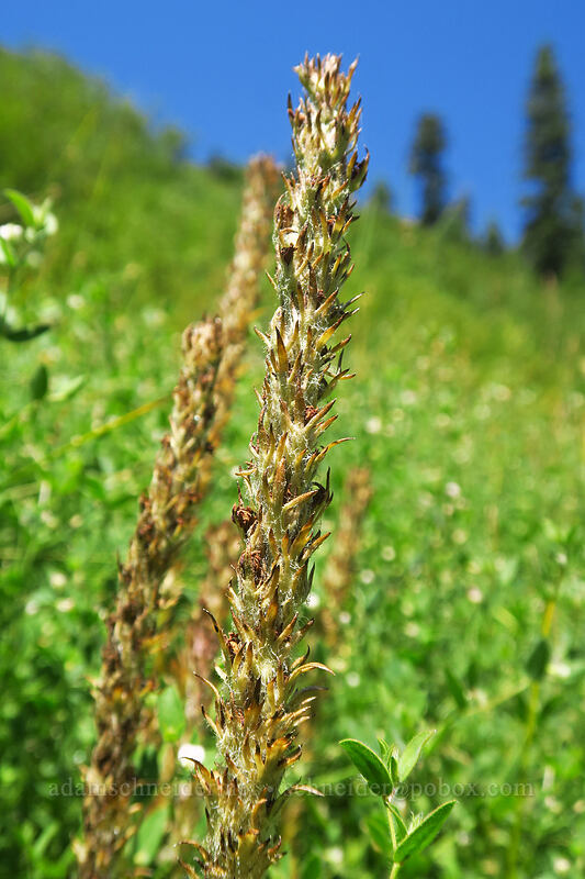 little elephant's-head lousewort, going to seed (Pedicularis attollens) [Thunder Mountain Trail, Olympic Valley, Placer County, California]