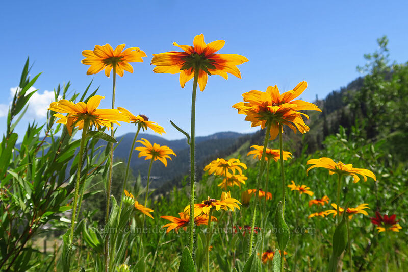 black-eyed susan (?) (Rudbeckia hirta) [Thunder Mountain Trail, Olympic Valley, Placer County, California]