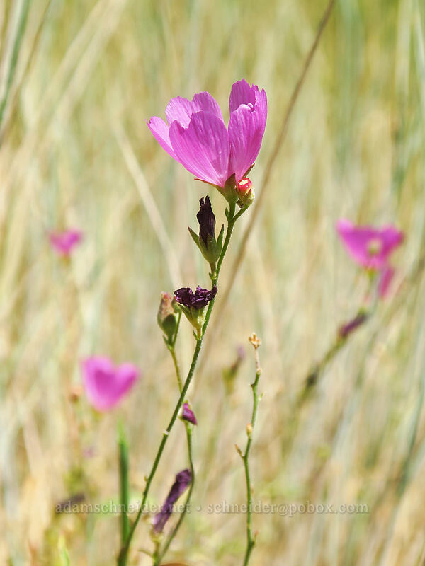 waxy checker-mallow (Sidalcea glaucescens) [Thunder Mountain Trail, Olympic Valley, Placer County, California]