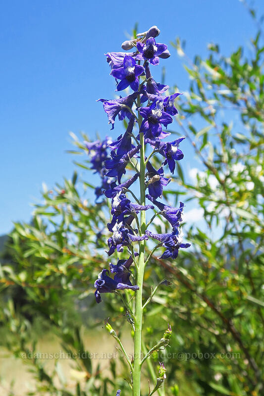 Sierra larkspur (Delphinium glaucum) [Thunder Mountain Trail, Olympic Valley, Placer County, California]
