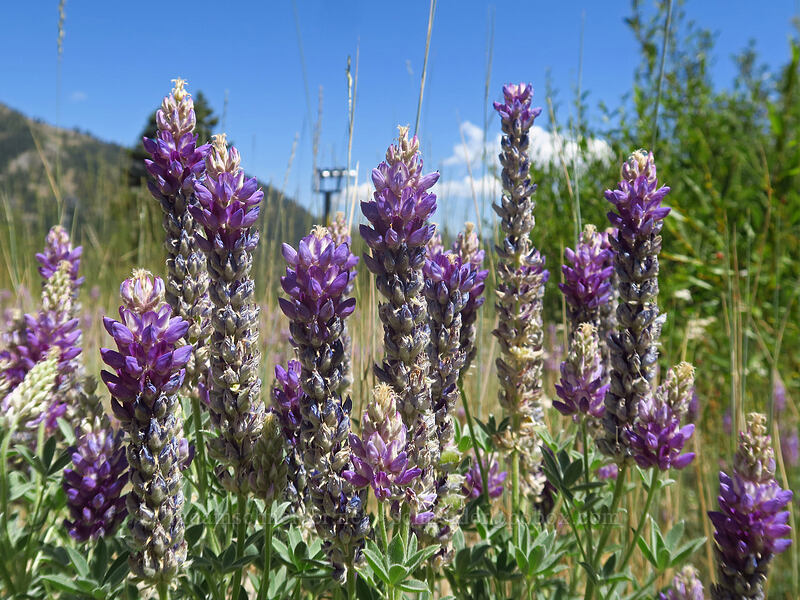 Donner Lake lupines (Lupinus lepidus var. sellulus (Lupinus sellulus)) [Thunder Mountain Trail, Olympic Valley, Placer County, California]