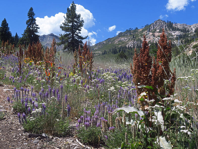 dock, yarrow, & lupine (Rumex sp., Achillea millefolium, Lupinus lepidus var. sellulus (Lupinus sellulus)) [Thunder Mountain Trail, Olympic Valley, Placer County, California]