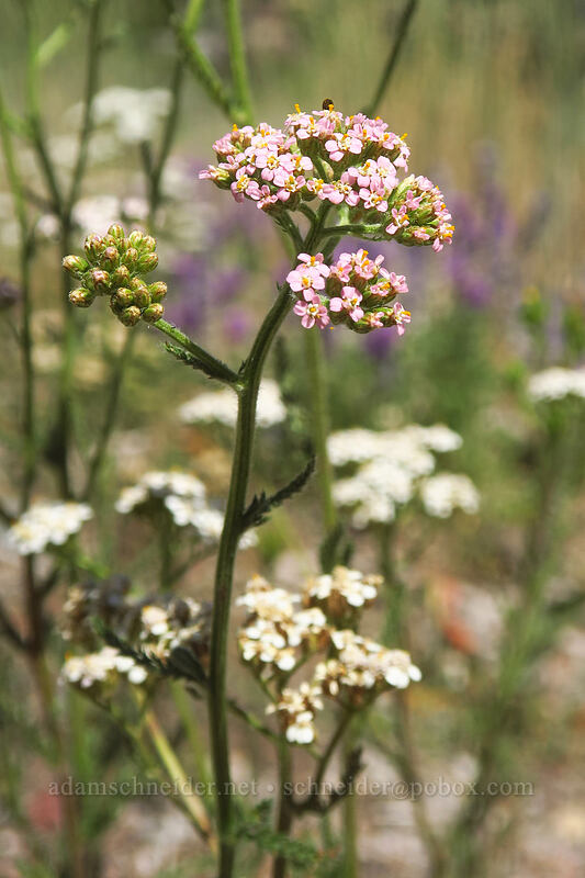 pink (and white) yarrow (Achillea millefolium) [Thunder Mountain Trail, Olympic Valley, Placer County, California]