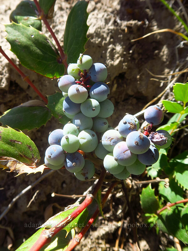 Cascade Oregon-grape berries (Mahonia nervosa (Berberis nervosa)) [Pinnacle Ridge Trail, Mt. Hood National Forest, Hood River County, Oregon]