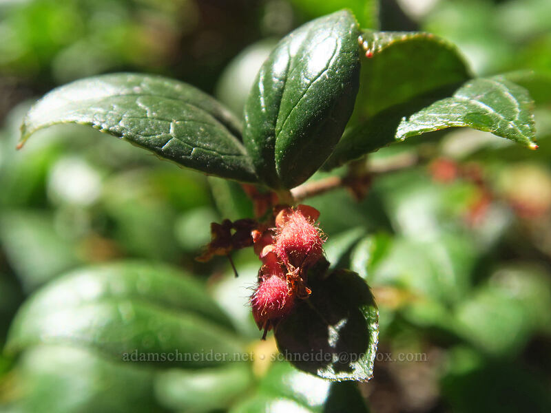 Oregon wintergreen (western tea-berry) (Gaultheria ovatifolia) [Pinnacle Ridge Trail, Mt. Hood Wilderness, Hood River County, Oregon]