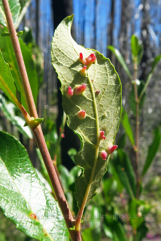 midge galls on a willow leaf (Iteomyia sp., Salix sp.) [Pinnacle Ridge Trail, Mt. Hood Wilderness, Hood River County, Oregon]