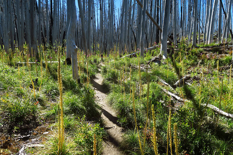beargrass, going to seed [Pinnacle Ridge Trail, Mt. Hood Wilderness, Hood River County, Oregon]
