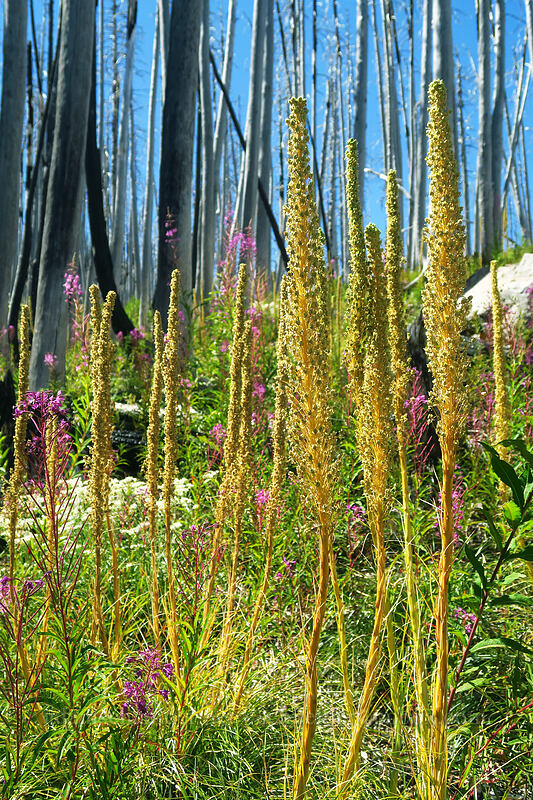 beargrass (gone to seed) & fireweed (Xerophyllum tenax, Chamerion angustifolium (Chamaenerion angustifolium) (Epilobium angustifolium)) [Pinnacle Ridge Trail, Mt. Hood Wilderness, Hood River County, Oregon]
