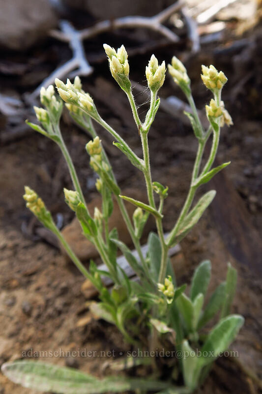 slender cudweed (rabbit-tobacco) (Pseudognaphalium thermale) [Pinnacle Ridge Trail, Mt. Hood Wilderness, Hood River County, Oregon]