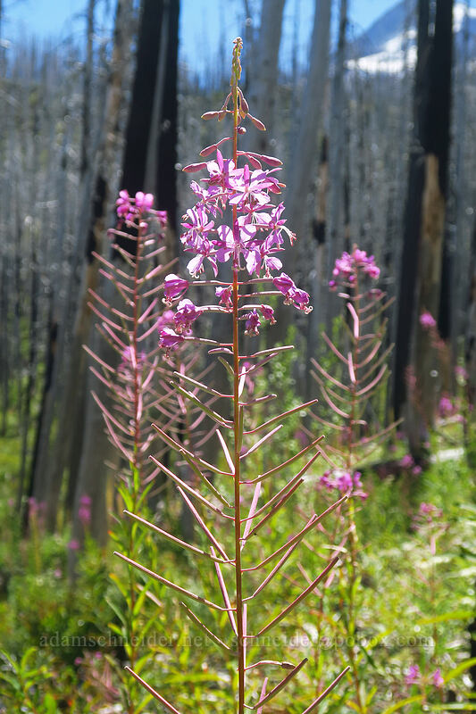 fireweed (Chamerion angustifolium (Chamaenerion angustifolium) (Epilobium angustifolium)) [Pinnacle Ridge Trail, Mt. Hood Wilderness, Hood River County, Oregon]