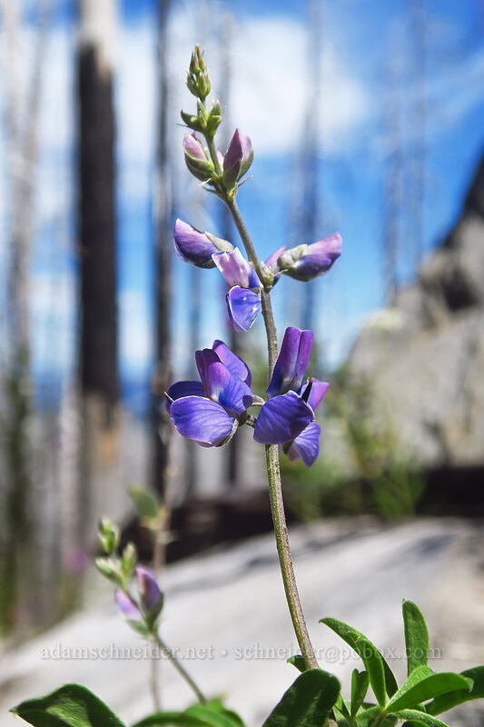 lupine (Lupinus latifolius) [Pinnacle Ridge Trail, Mt. Hood Wilderness, Hood River County, Oregon]