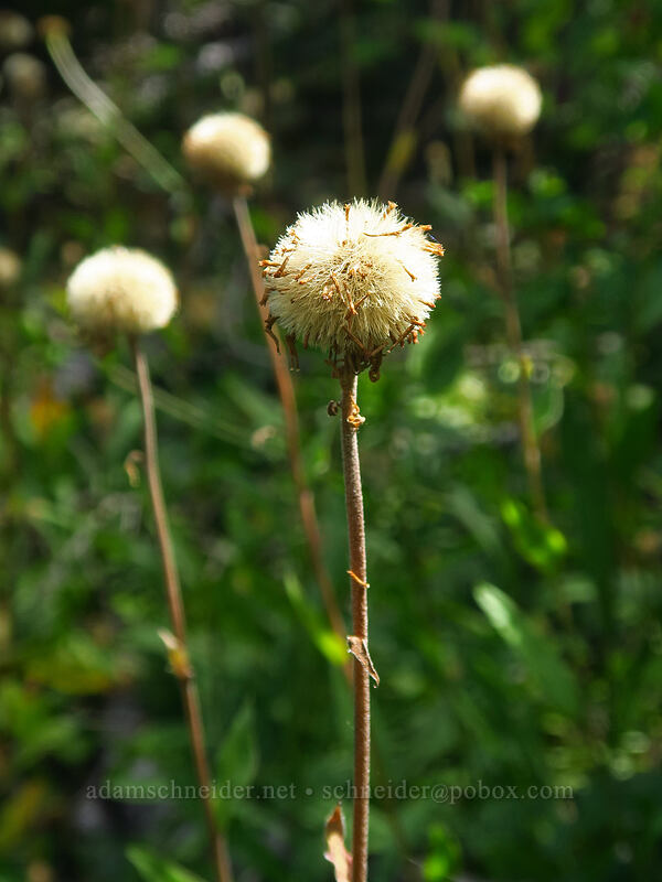 subalpine fleabane seed-heads (Erigeron glacialis var. glacialis) [Pinnacle Ridge Trail, Mt. Hood Wilderness, Hood River County, Oregon]