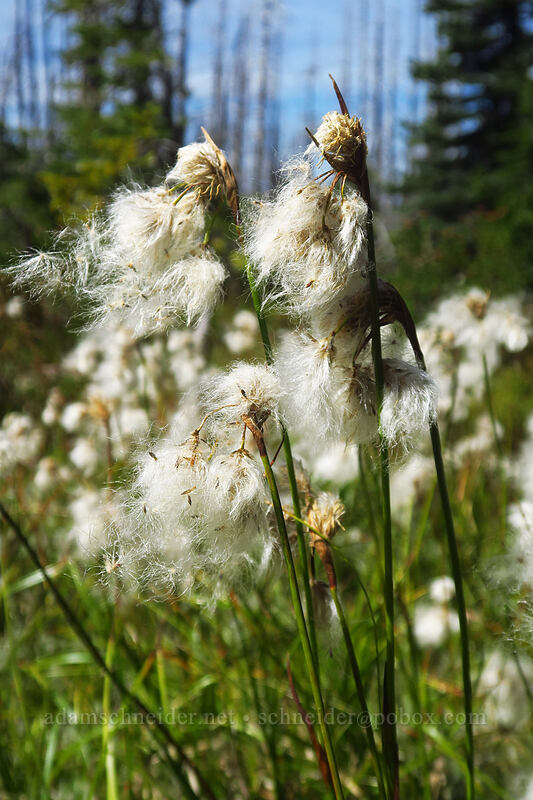 cotton-grass (Eriophorum sp.) [Pinnacle Ridge Trail, Mt. Hood Wilderness, Hood River County, Oregon]