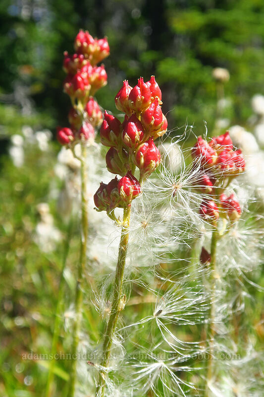 sticky false asphodel, covered in cotton-grass seeds (Triantha occidentalis ssp. brevistyla (Tofieldia glutinosa var. brevistyla)) [Pinnacle Ridge Trail, Mt. Hood Wilderness, Hood River County, Oregon]