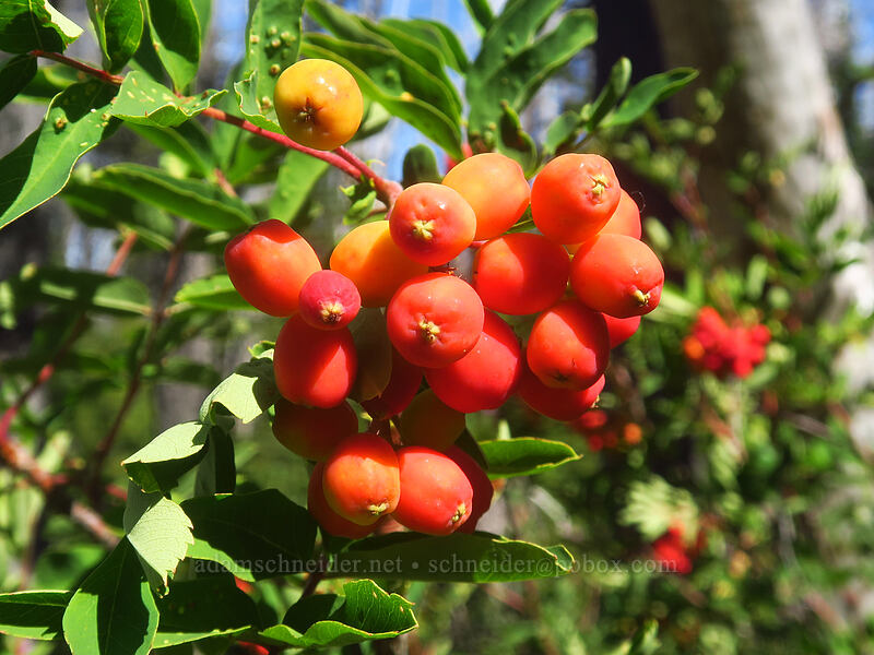 Sitka mountain-ash berries (Sorbus sitchensis) [Pinnacle Ridge Trail, Mt. Hood Wilderness, Hood River County, Oregon]