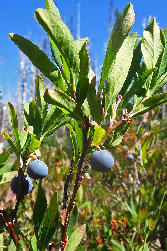 Cascades blueberries (blue-leaf huckleberries) (Vaccinium deliciosum) [Pinnacle Ridge Trail, Mt. Hood Wilderness, Hood River County, Oregon]