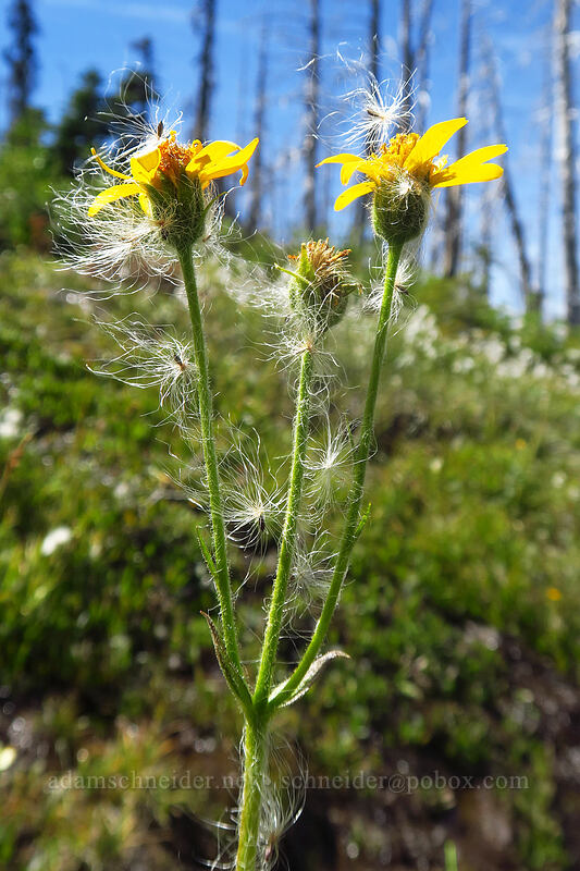 arnica & cotton-grass seeds (Arnica sp., Eriophorum sp.) [Pinnacle Ridge Trail, Mt. Hood Wilderness, Hood River County, Oregon]