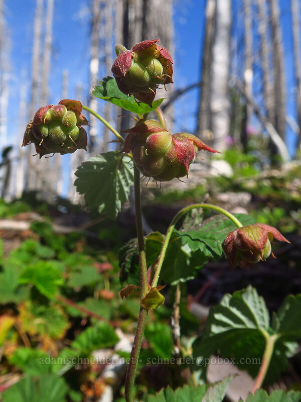 unripe dwarf bramble berries (Rubus lasiococcus) [Pinnacle Ridge Trail, Mt. Hood Wilderness, Hood River County, Oregon]