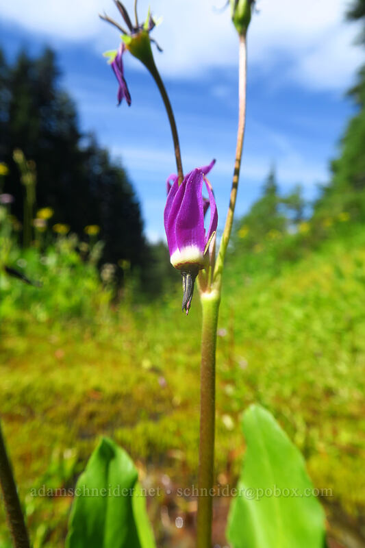 tall mountain shooting stars (Dodecatheon jeffreyi (Primula jeffreyi)) [Pinnacle Ridge Trail, Mt. Hood Wilderness, Hood River County, Oregon]