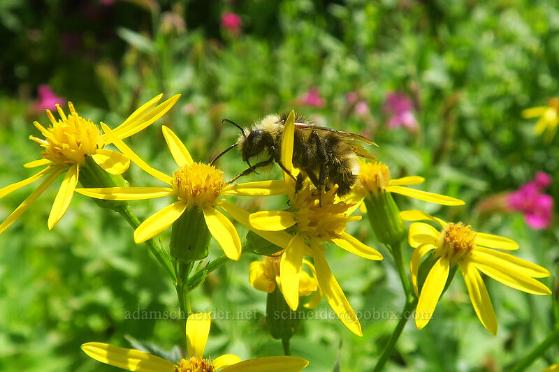 bumblebee on arrow-leaf groundsel (Bombus sp., Senecio triangularis) [Pinnacle Ridge Trail, Mt. Hood Wilderness, Hood River County, Oregon]